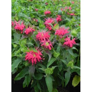 pysznogłówka dwoista (Monarda didyma) Balmy Rose- Świat bylin - sklep internetowy