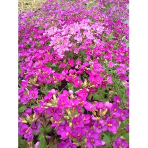 gęsiówka kaukaska (Arabis caucasica) Aubris Deep Rose- Świat bylin - sklep internetowy