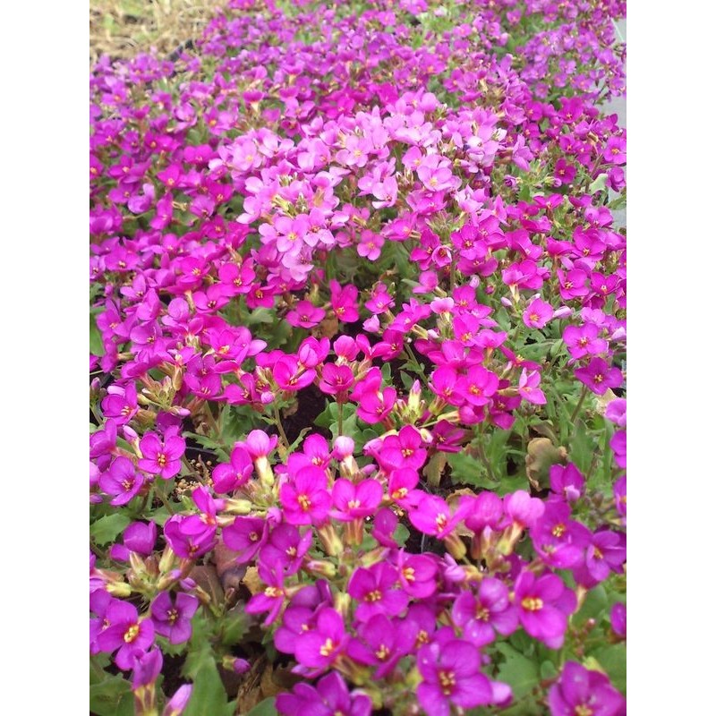 gęsiówka kaukaska (Arabis caucasica) Aubris Deep Rose- Świat bylin - sklep internetowy