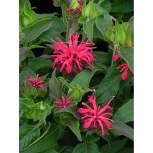 pysznogłówka dwoista (Monarda didyma) Balmy Rose- Świat bylin - sklep internetowy