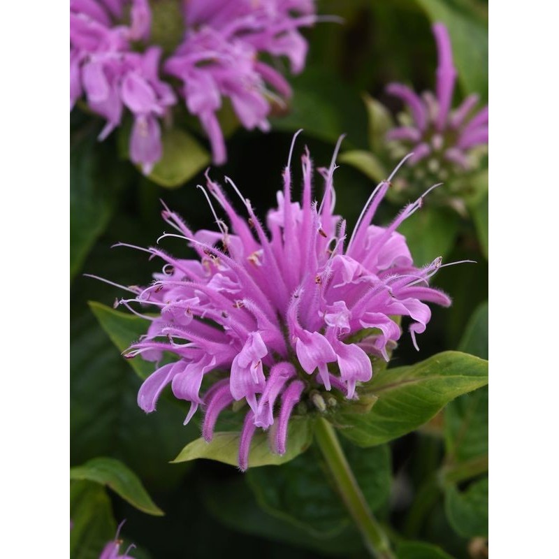 pysznogłówka dwoista (Monarda didyma) Bee-Mine™ Lavender- Świat bylin - sklep internetowy