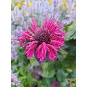 pysznogłówka dwoista (Monarda didyma) Fireball®- Świat bylin - sklep internetowy