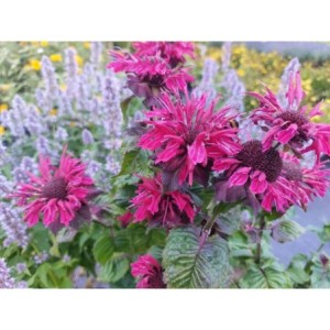 pysznogłówka dwoista (Monarda didyma) Fireball®- Świat bylin - sklep internetowy