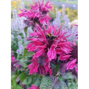pysznogłówka dwoista (Monarda didyma) Fireball®- Świat bylin - sklep internetowy