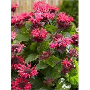 pysznogłówka ogrodowa (Monarda hybrida) Bee-Happy- Świat bylin - sklep internetowy