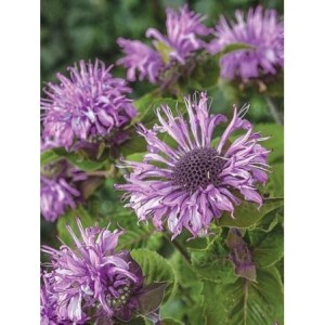 pysznogłówka ogrodowa (Monarda hybrida) Bee-Pretty- Świat bylin - sklep internetowy