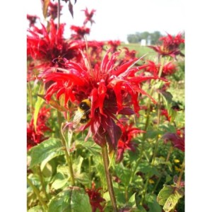pysznogłówka ogrodowa (Monarda hybrida) Cambridge Scarlet- Świat bylin - sklep internetowy