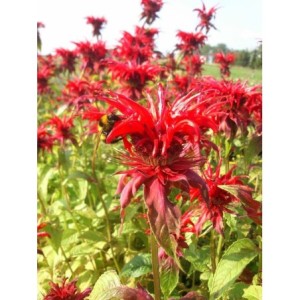 pysznogłówka ogrodowa (Monarda hybrida) Cambridge Scarlet- Świat bylin - sklep internetowy