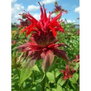 pysznogłówka ogrodowa (Monarda hybrida) Cambridge Scarlet- Świat bylin - sklep internetowy