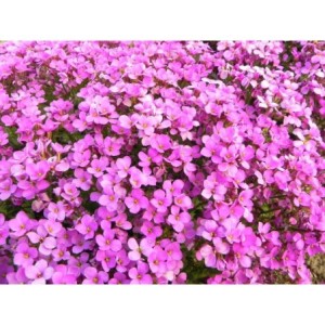 gęsiówka kaukaska (Arabis caucasica) Aubris Deep Rose- Świat bylin - sklep internetowy