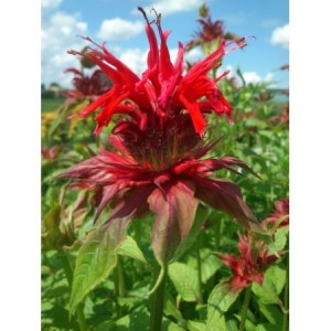 pysznogłówka ogrodowa (Monarda hybrida) Cambridge Scarlet- Świat bylin - sklep internetowy