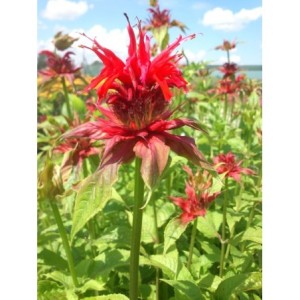 pysznogłówka ogrodowa (Monarda hybrida) Cambridge Scarlet- Świat bylin - sklep internetowy