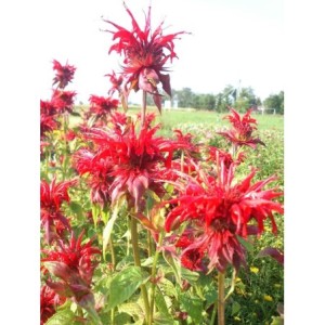 pysznogłówka ogrodowa (Monarda hybrida) Cambridge Scarlet- Świat bylin - sklep internetowy