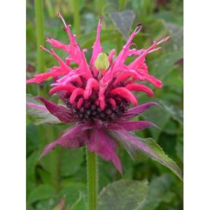 pysznogłówka ogrodowa (Monarda hybrida) Cambridge Scarlet- Świat bylin - sklep internetowy