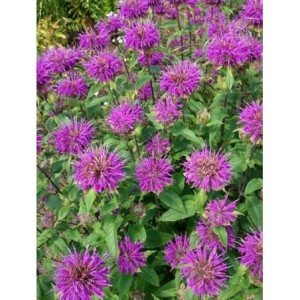 pysznogłówka ogrodowa (Monarda hybrida) Prairienacht- Świat bylin - sklep internetowy