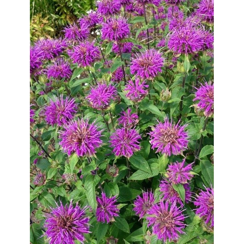 pysznogłówka ogrodowa (Monarda hybrida) Prairienacht- Świat bylin - sklep internetowy