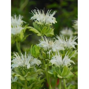 pysznogłówka ogrodowa (Monarda hybrida) Schneewittchen- Świat bylin - sklep internetowy