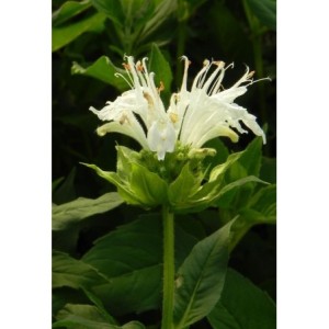pysznogłówka ogrodowa (Monarda hybrida) Schneewittchen- Świat bylin - sklep internetowy