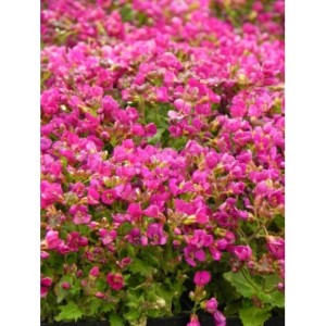 gęsiówka kaukaska (Arabis caucasica) Aubris Deep Rose- Świat bylin - sklep internetowy