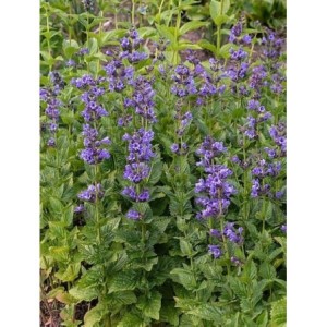 kocimiętka (Nepeta hybrida) Blue Planet- Świat bylin - sklep internetowy