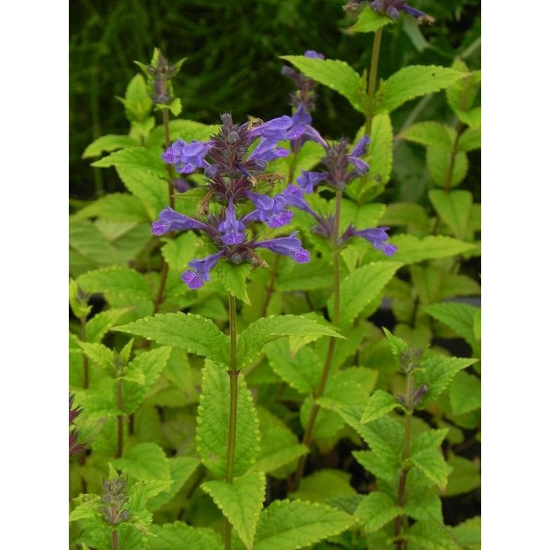 kocimietka kubańska (Nepeta kubanica) Neptune- Świat bylin - sklep internetowy