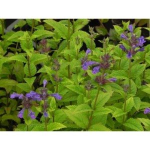 kocimietka kubańska (Nepeta kubanica) Neptune- Świat bylin - sklep internetowy