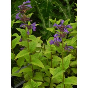 kocimietka kubańska (Nepeta kubanica) Neptune- Świat bylin - sklep internetowy