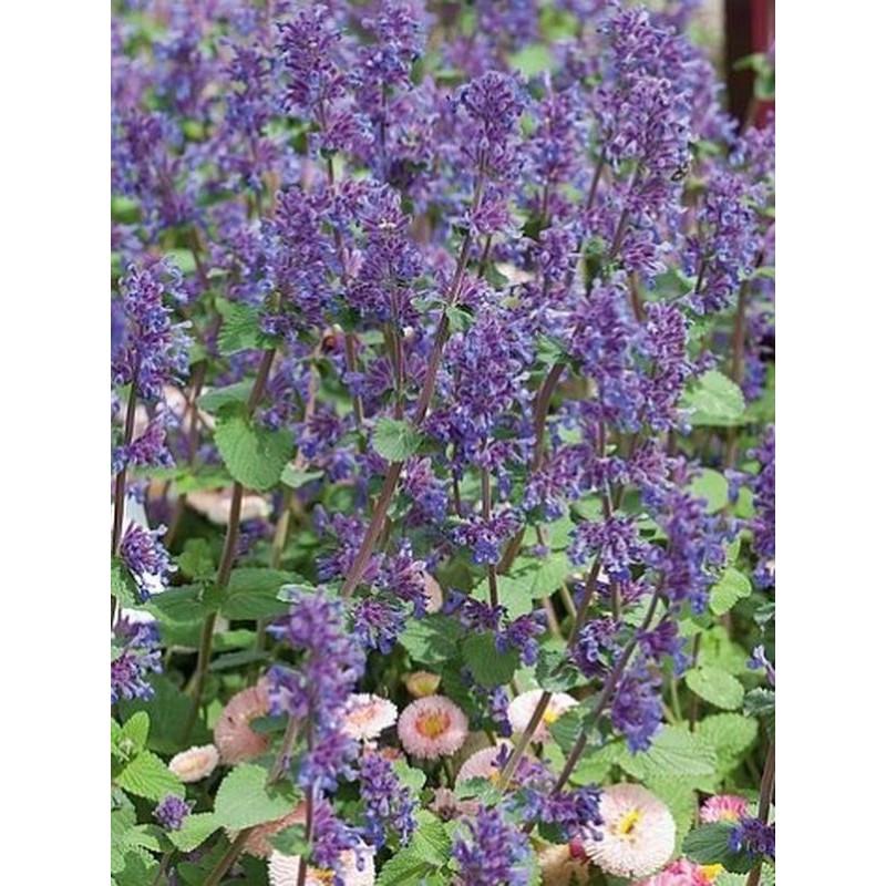 kocimiętka groniasta (Nepeta racemosa) Grog- Świat bylin - sklep internetowy