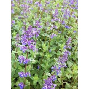 kocimietka groniasta (Nepeta racemosa) Superba- Świat bylin - sklep internetowy