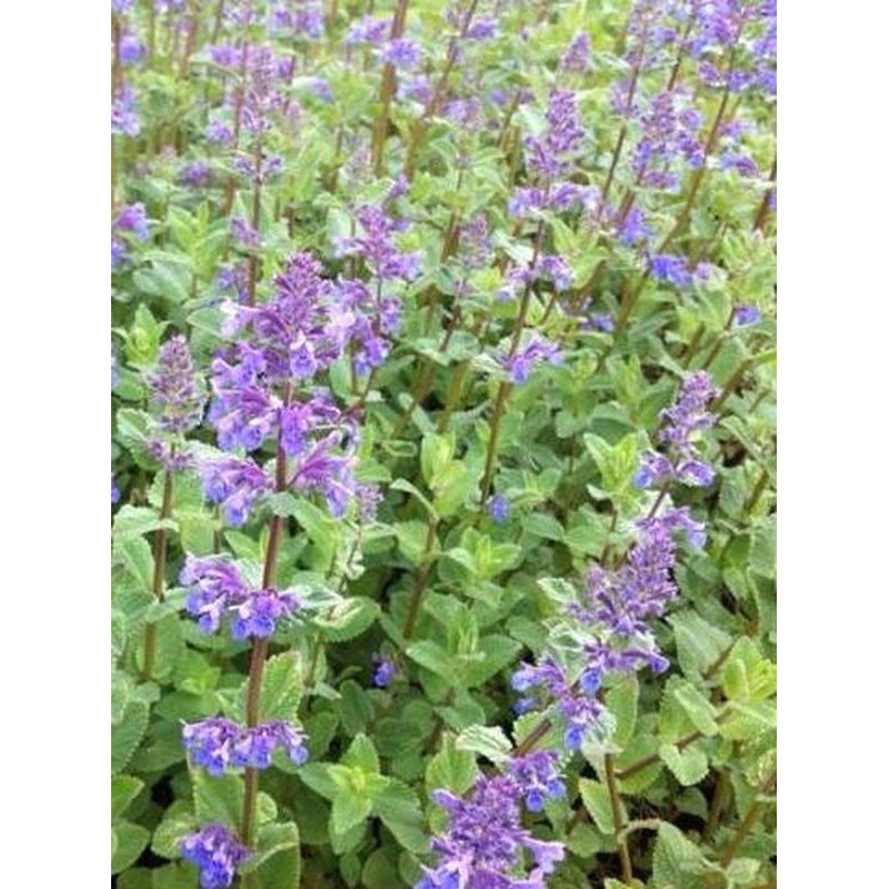 kocimietka groniasta (Nepeta racemosa) Superba- Świat bylin - sklep internetowy