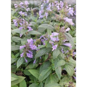 kocimietka rozłożysta (Nepeta subsessilis) Blue Dreams- Świat bylin - sklep internetowy