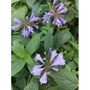 kocimietka rozłożysta (Nepeta subsessilis) Blue Dreams- Świat bylin - sklep internetowy