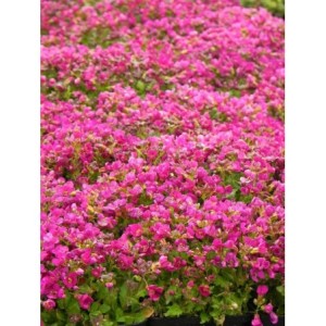 gęsiówka kaukaska (Arabis caucasica) Aubris Deep Rose- Świat bylin - sklep internetowy