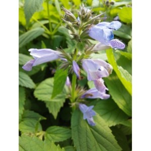 kocimietka rozłożysta (Nepeta subsessilis) Blue Dreams- Świat bylin - sklep internetowy