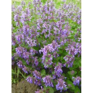 kocimiętka Faassena (Nepeta x faassenii) - Świat bylin - sklep internetowy