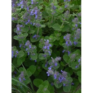 kocimiętka Faassena (Nepeta x faassenii) - Świat bylin - sklep internetowy