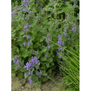 kocimiętka Faassena (Nepeta x faassenii) - Świat bylin - sklep internetowy