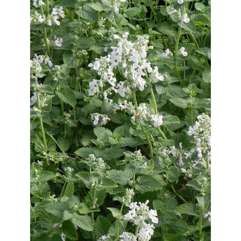 kocimiętka Faassena (Nepeta x faassenii) Alba- Świat bylin - sklep internetowy