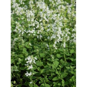 kocimiętka Faassena (Nepeta x faassenii) Alba- Świat bylin - sklep internetowy