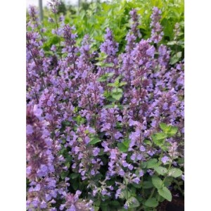 kocimietka Faassena (Nepeta x faassenii) Cat`s Pajamas Blue- Świat bylin - sklep internetowy