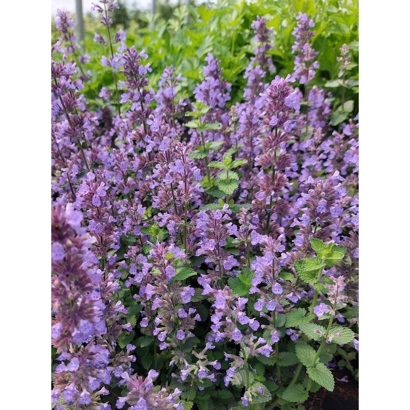 kocimietka Faassena (Nepeta x faassenii) Cat`s Pajamas Blue- Świat bylin - sklep internetowy