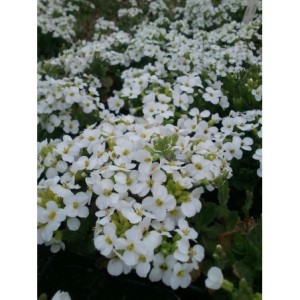 gęsiówka kaukaska (Arabis caucasica) Aubris White- Świat bylin - sklep internetowy