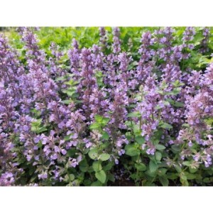 kocimietka Faassena (Nepeta x faassenii) Cat`s Pajamas Blue- Świat bylin - sklep internetowy