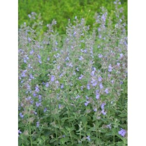 kocimiętka Faassena (Nepeta x faassenii) Six Hills Giant- Świat bylin - sklep internetowy