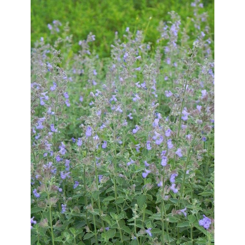 kocimiętka Faassena (Nepeta x faassenii) Six Hills Giant- Świat bylin - sklep internetowy