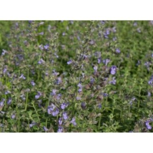 kocimiętka Faassena (Nepeta x faassenii) Six Hills Giant- Świat bylin - sklep internetowy