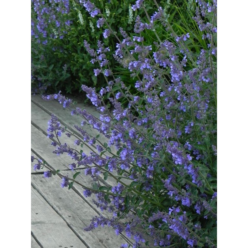 kocimiętka Faassena (Nepeta x faassenii) Walker's Low- Świat bylin - sklep internetowy
