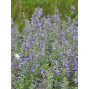 kocimiętka Faassena (Nepeta x faassenii) Walker's Low- Świat bylin - sklep internetowy