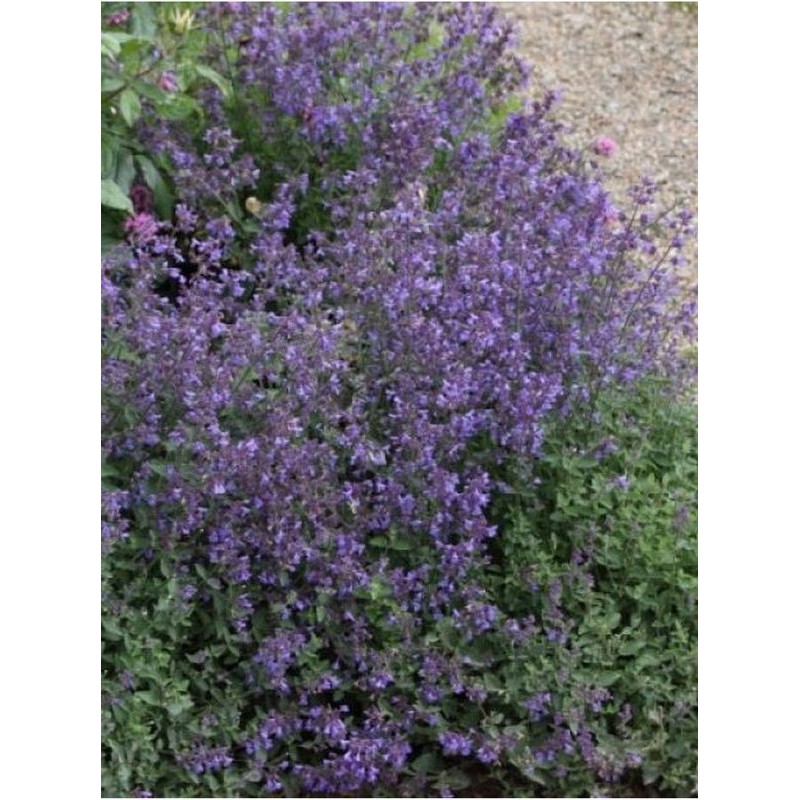 kocimietka Faassena (Nepeta x faassenii) Kit Cat- Świat bylin - sklep internetowy