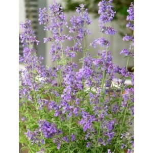 kocimietka Faassena (Nepeta x faassenii) Senior- Świat bylin - sklep internetowy